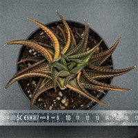 Haworthia limifolia f. variegata