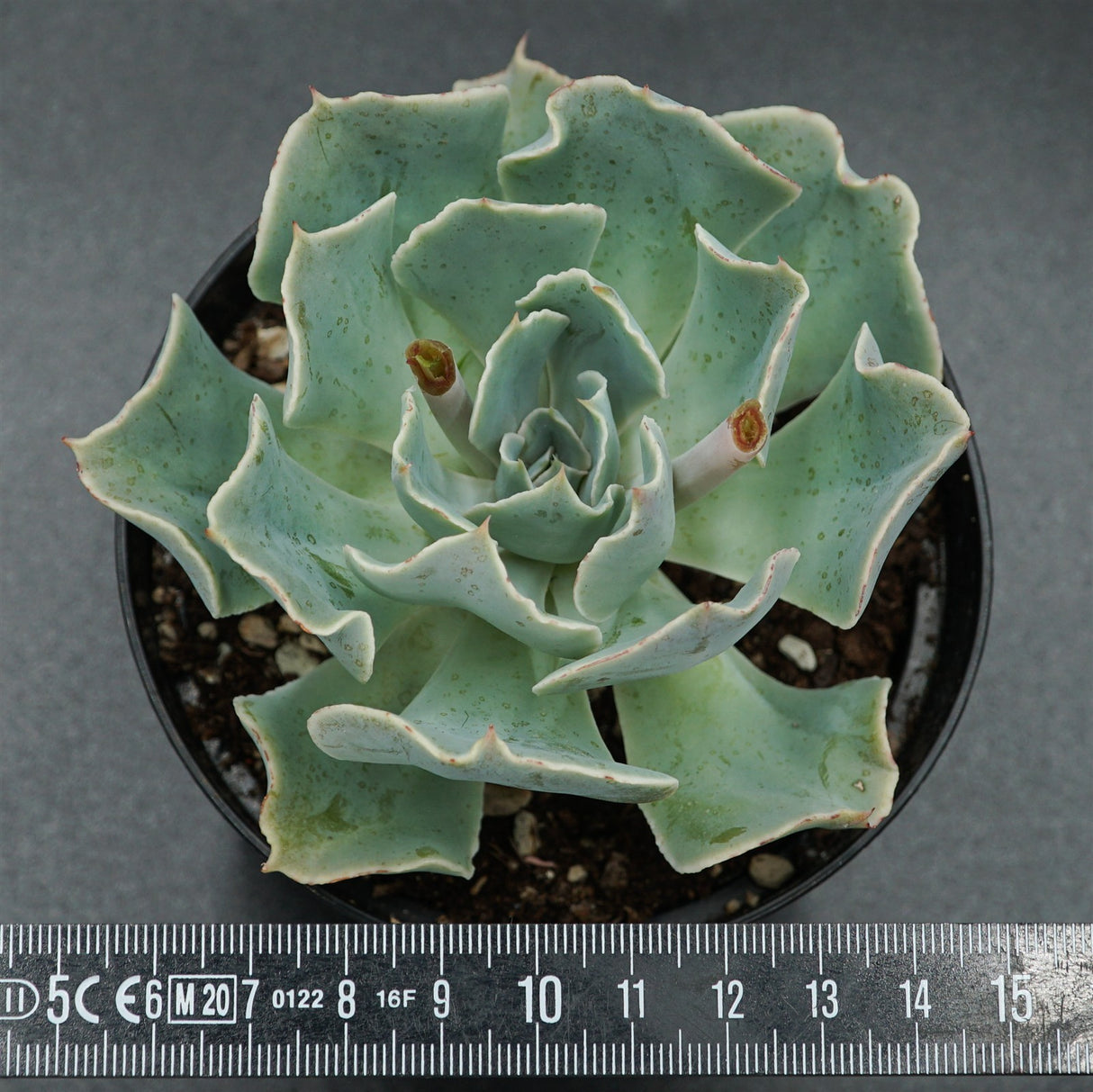 Echeveria Tsunami