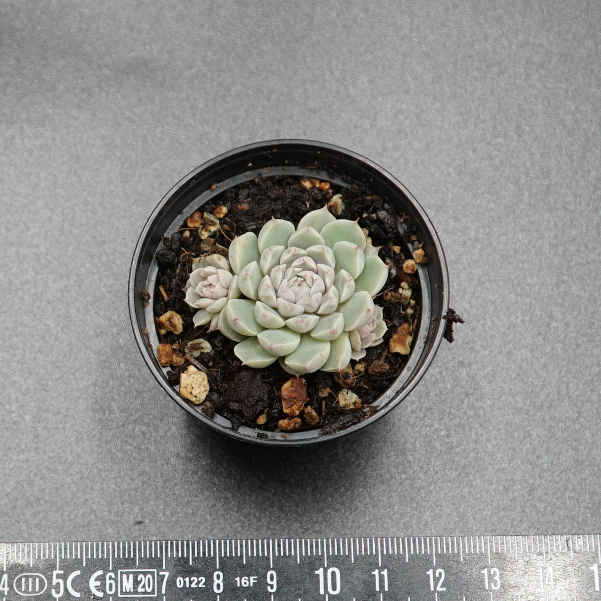 Echeveria Xingy