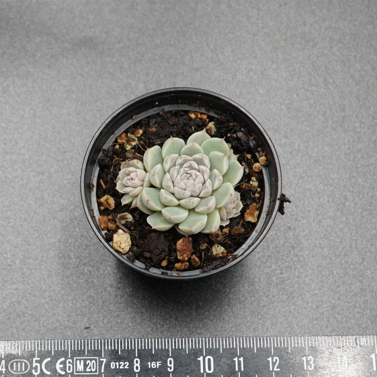Echeveria Xingy