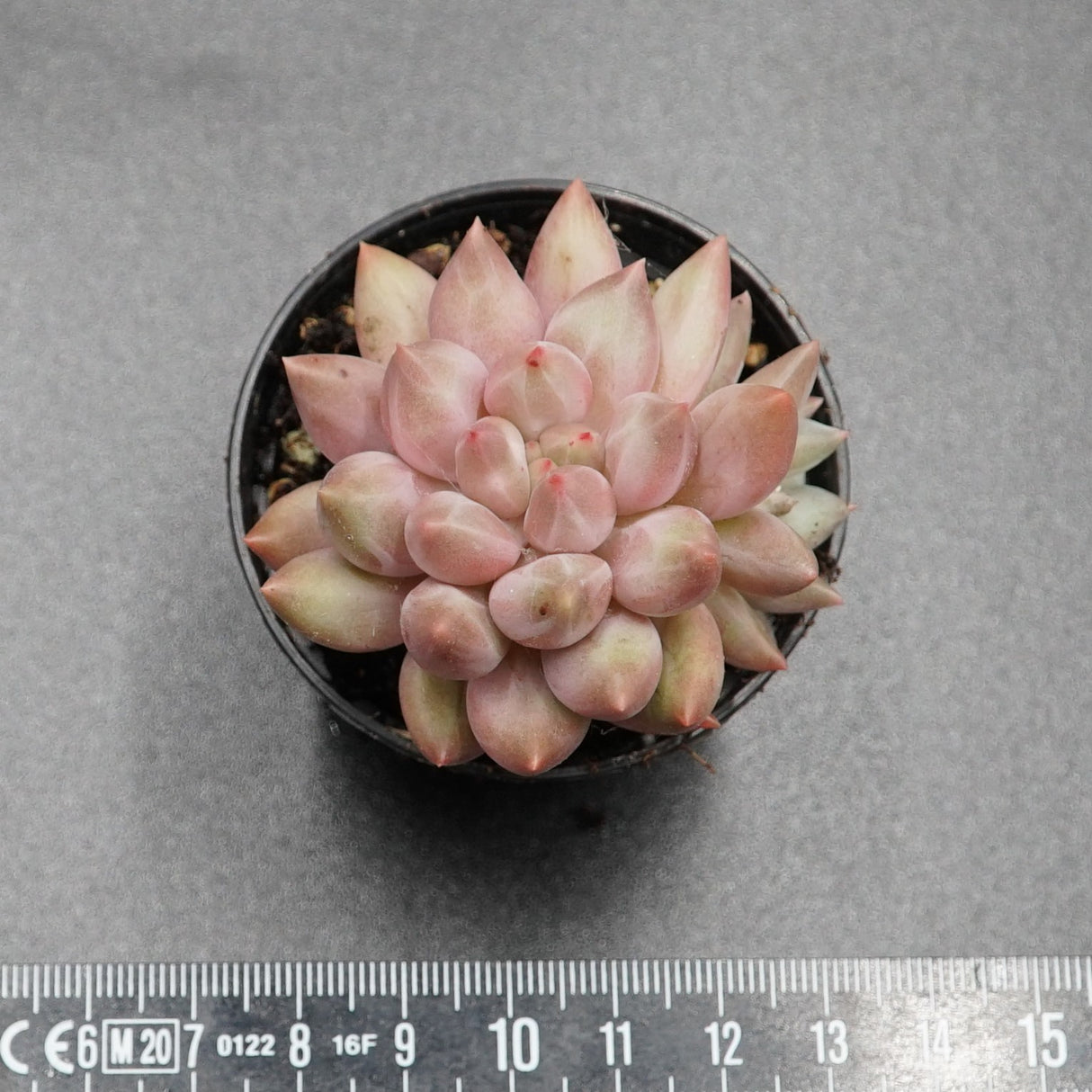 Pachyveria Pink Dragonfly