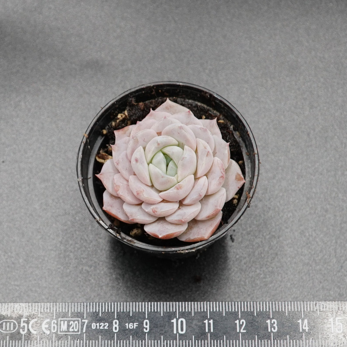 Echeveria Amazing Grace