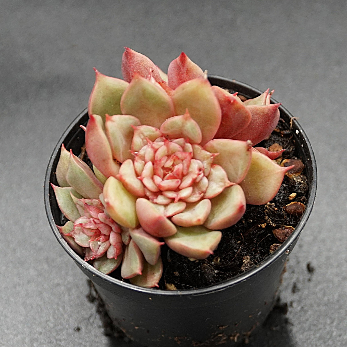Echeveria Tesla