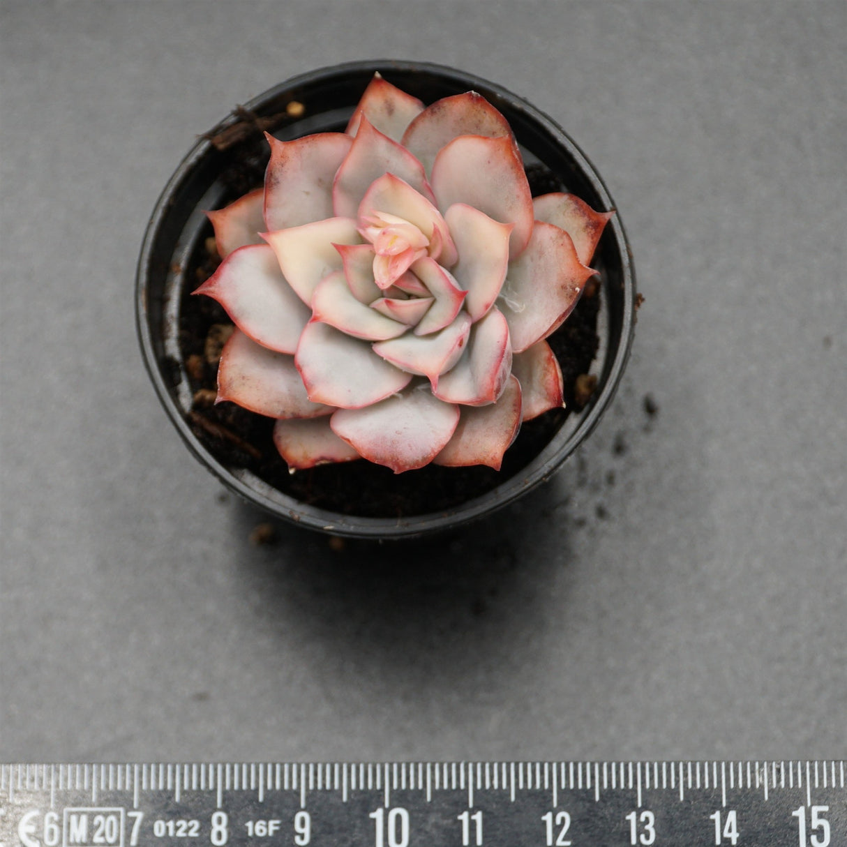 Echeveria Moon Goddes f. variegata