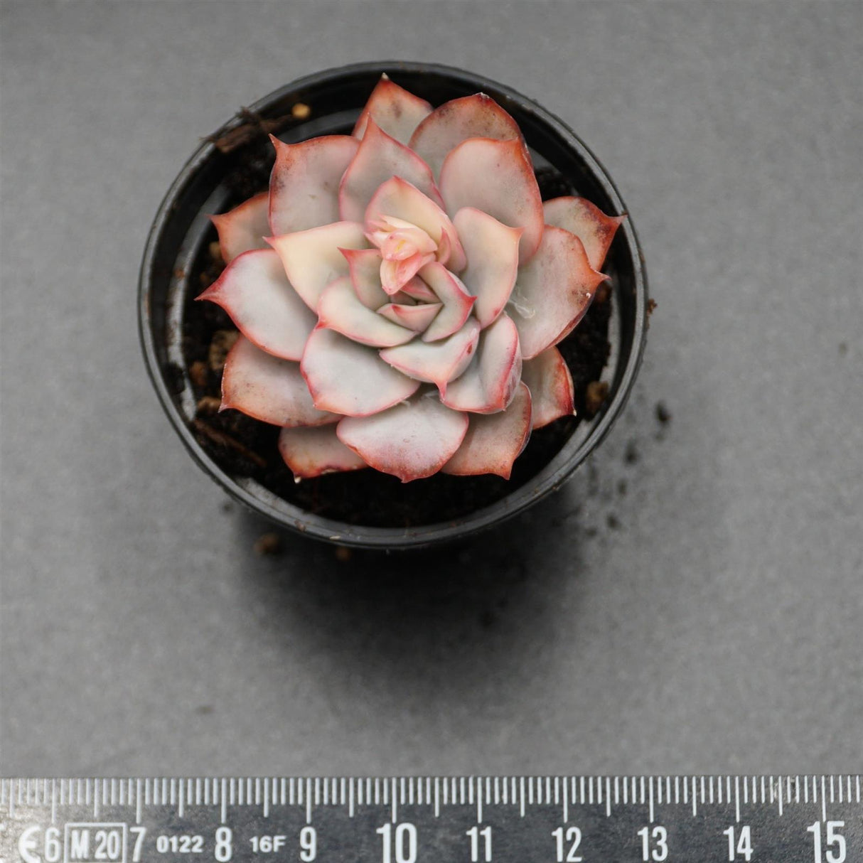 Echeveria Moon Goddes f. variegata