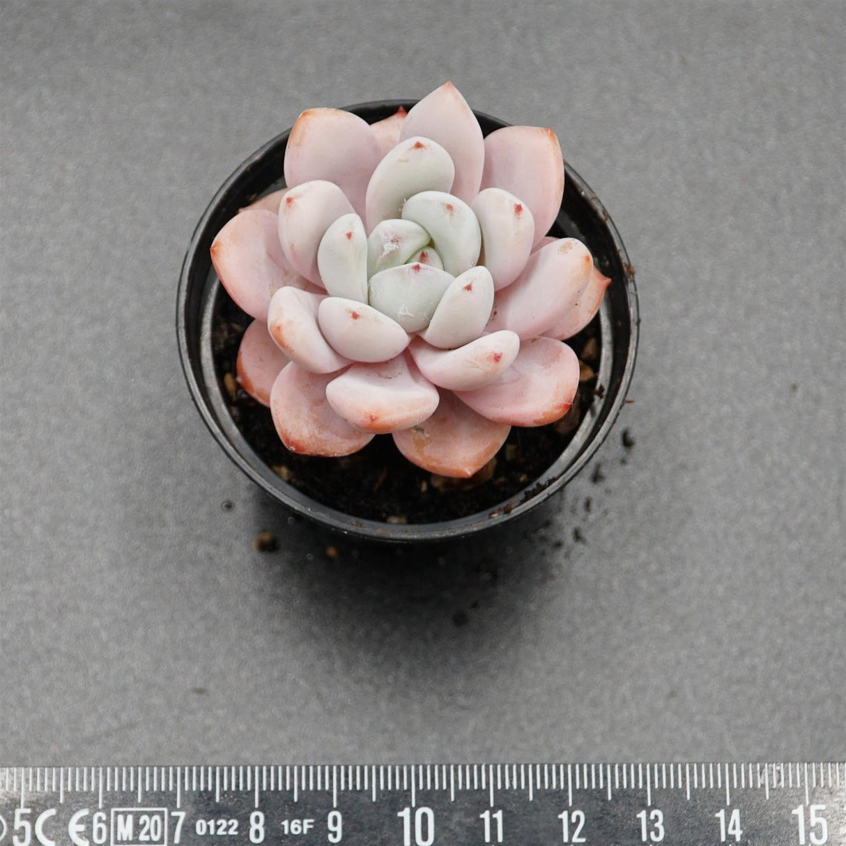 Echeveria Star Snow