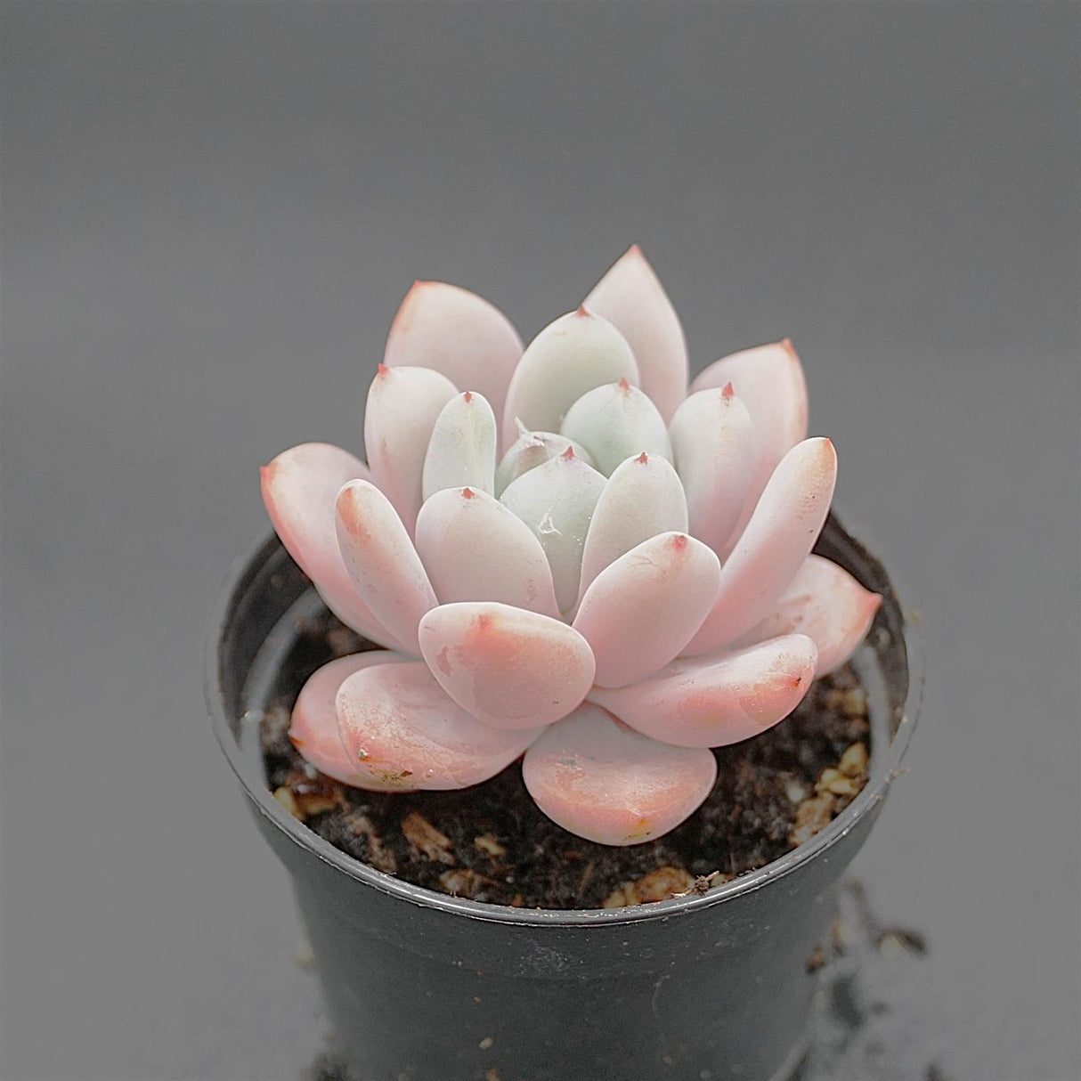 Echeveria Star Snow