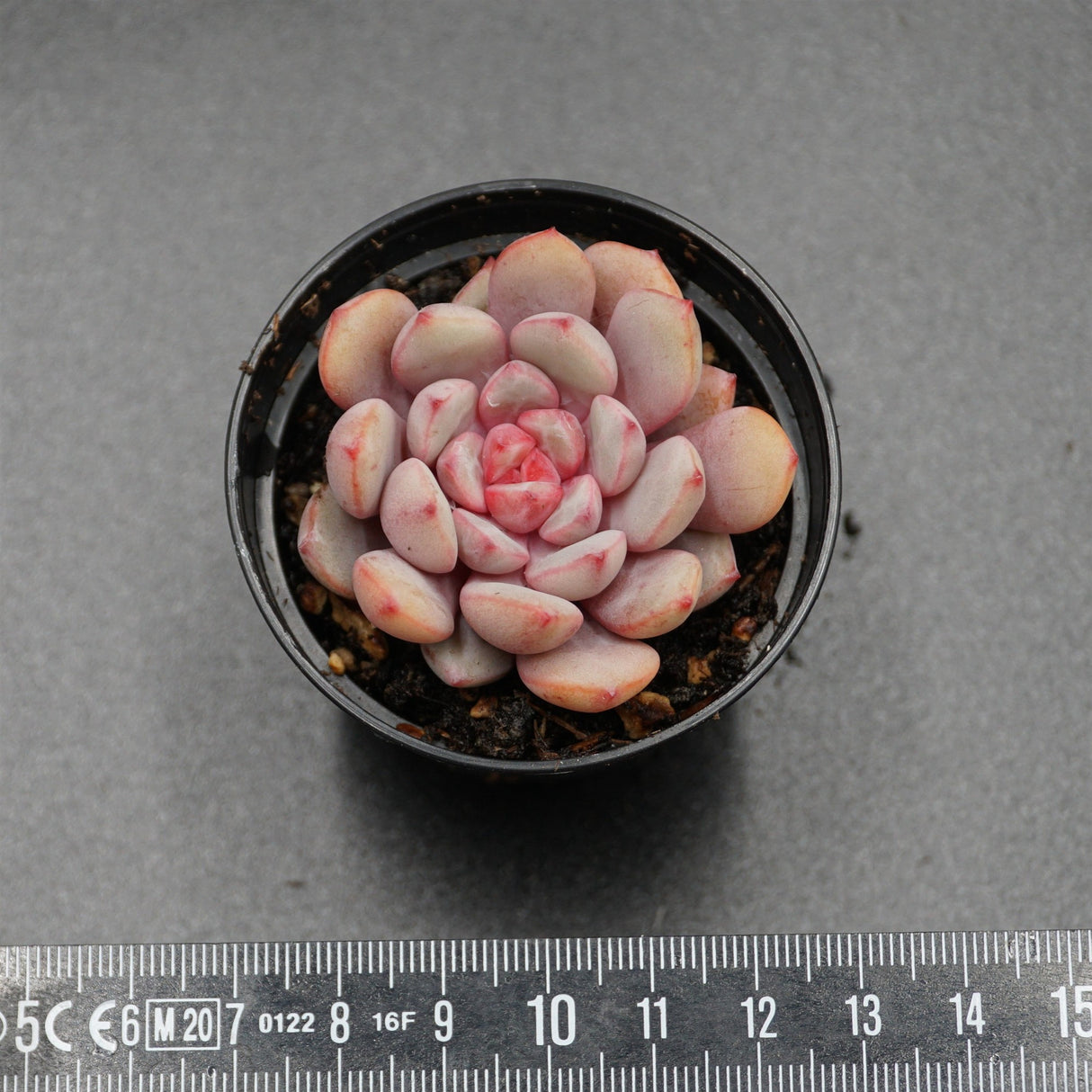 Echeveria monroe x laui