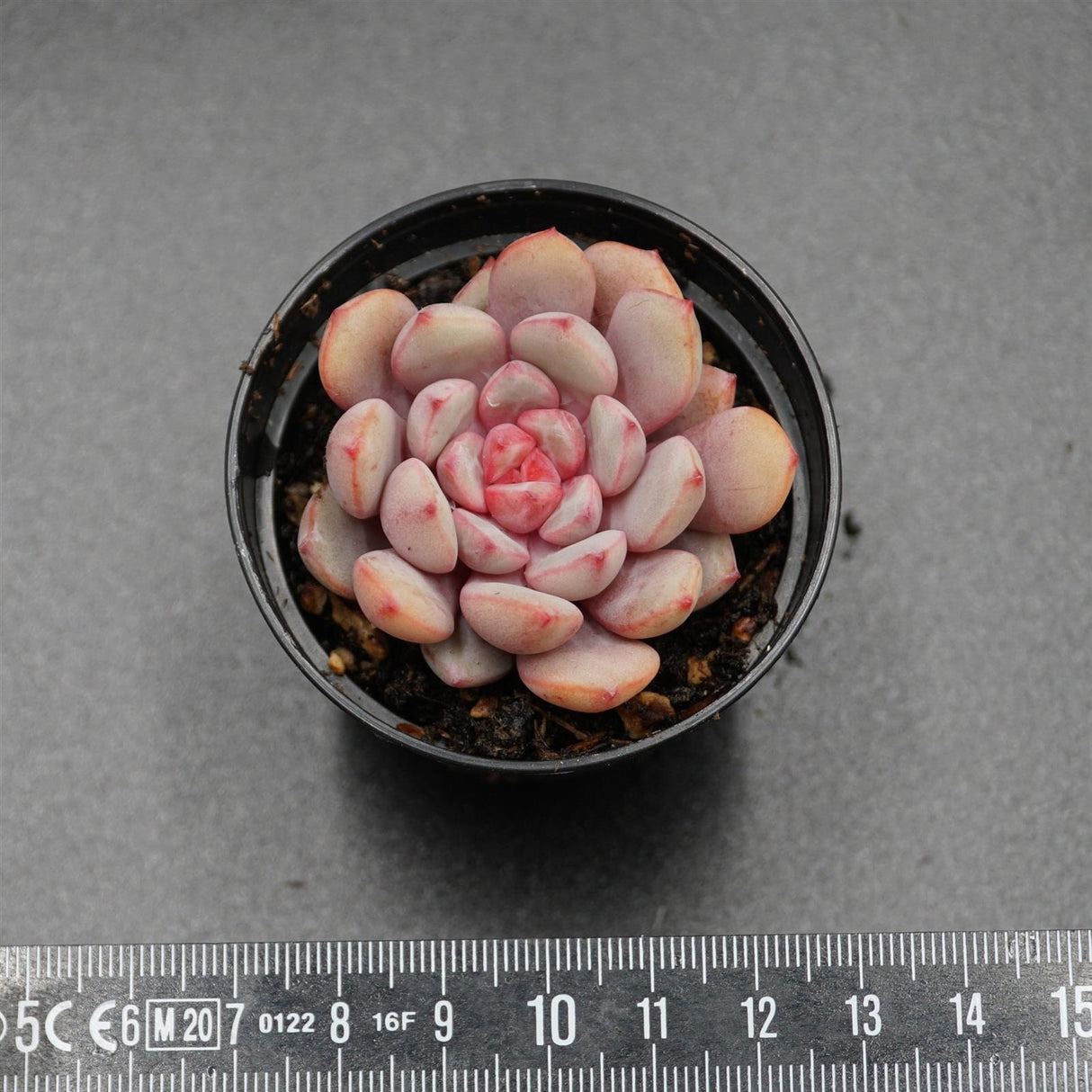 Echeveria monroe x laui