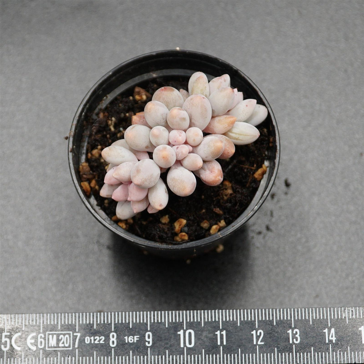 Pachyveria Pink Lover