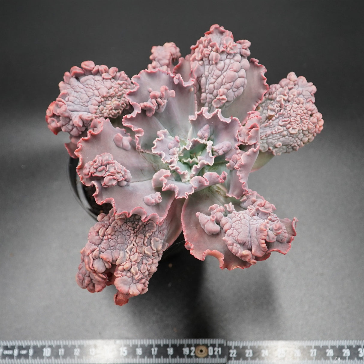 Echeveria Dick Wright Hybrid