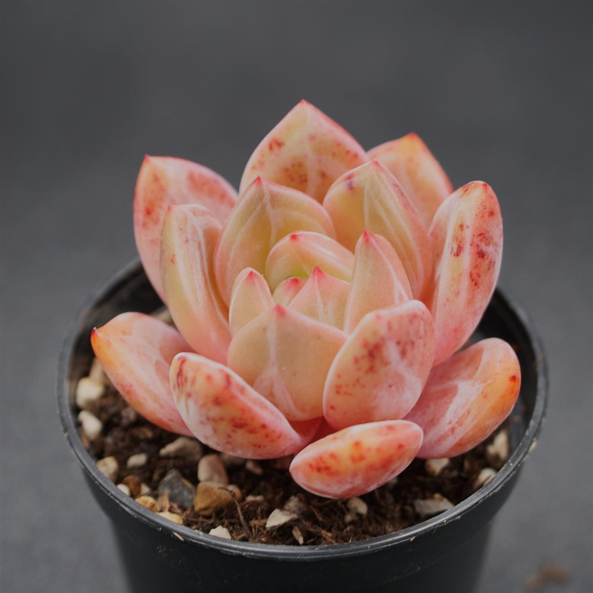 Echeveria Queen Orange