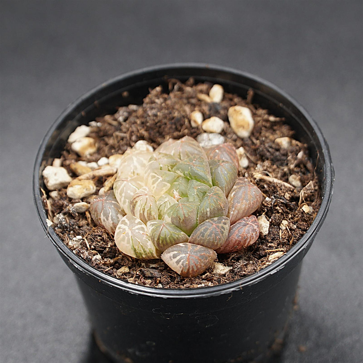 Haworthia Plastic Leather f. variegata