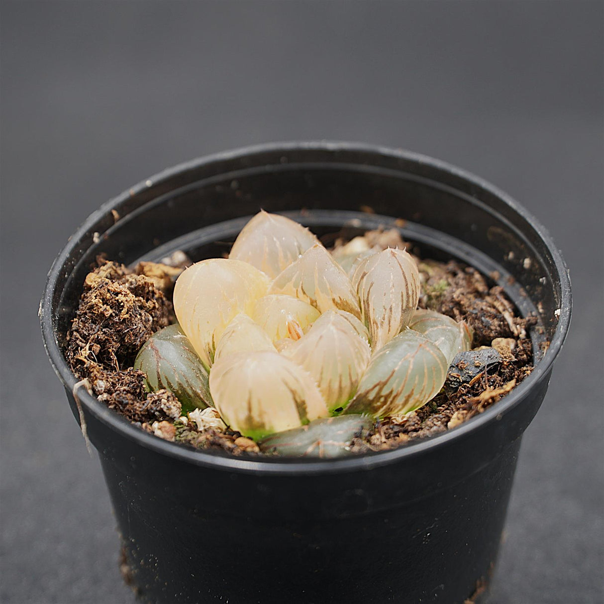 Haworthia obtusa f. variegata
