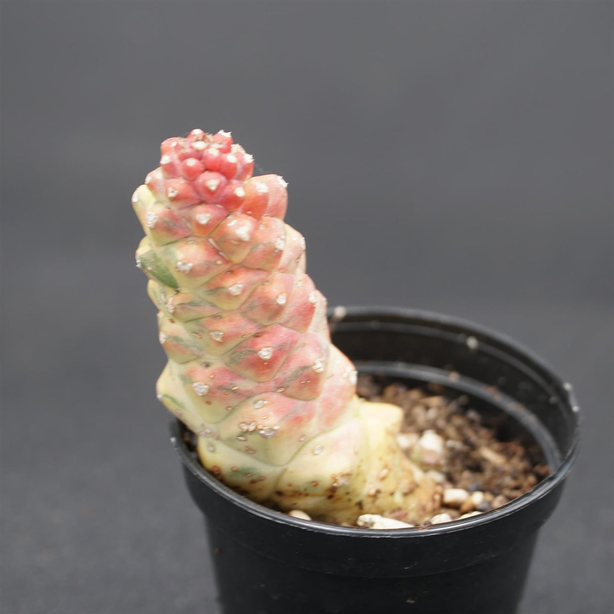 Monadenium ritchiei f. variegata