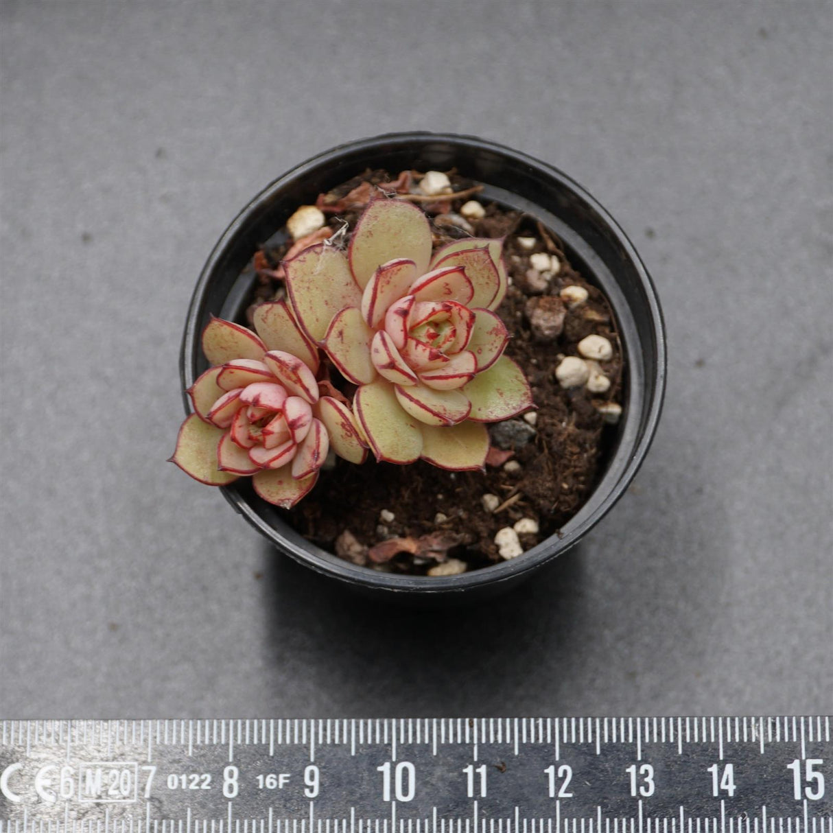 Echeveria Cinderella