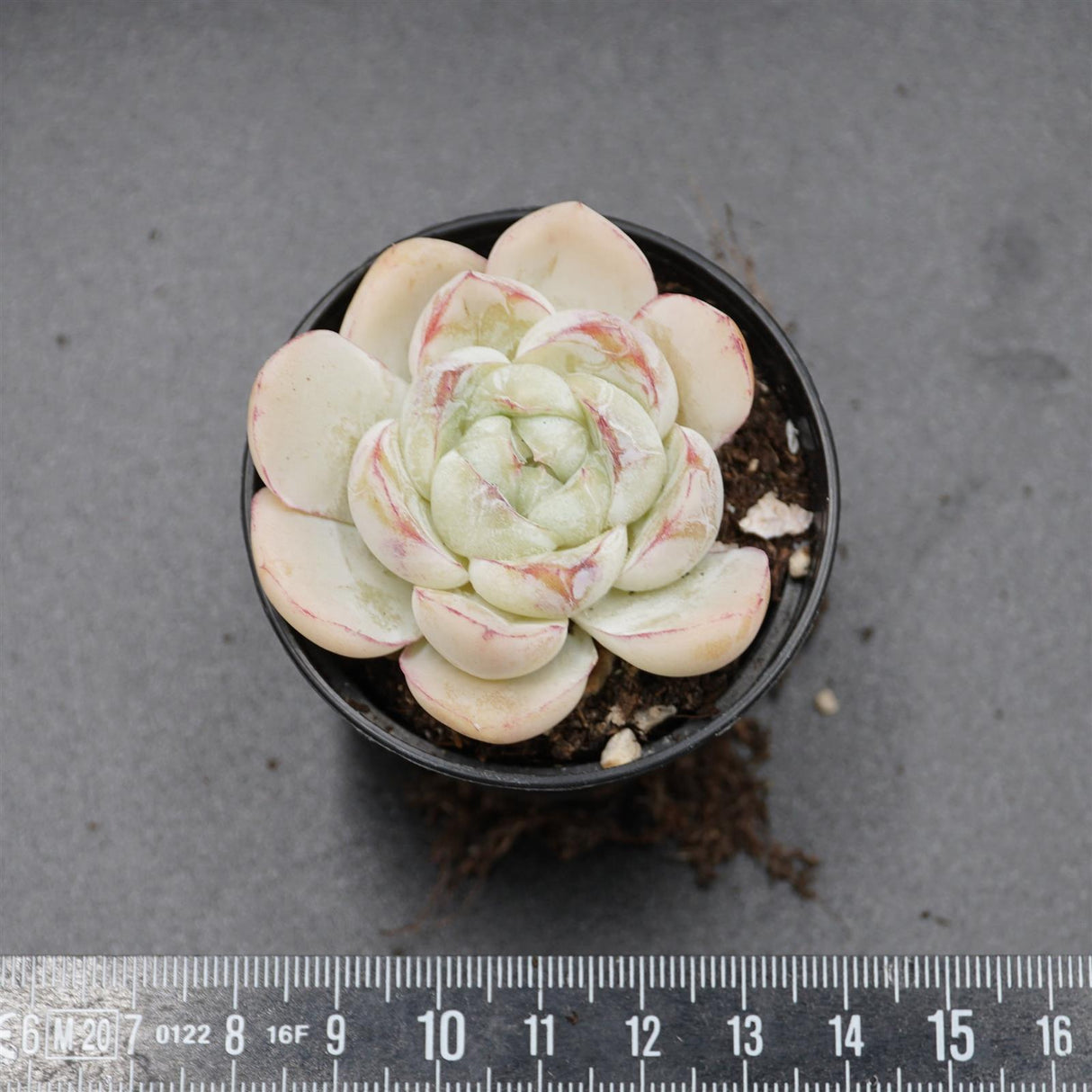Echeveria Fat Tiger