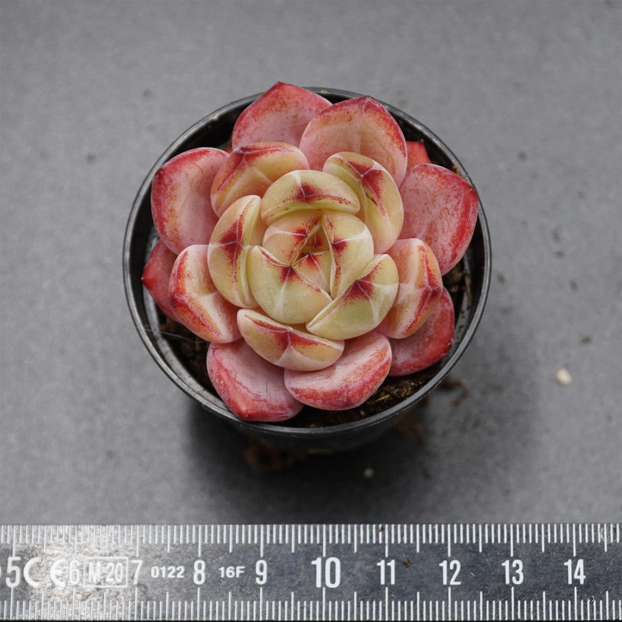 Echeveria Demon Warrior