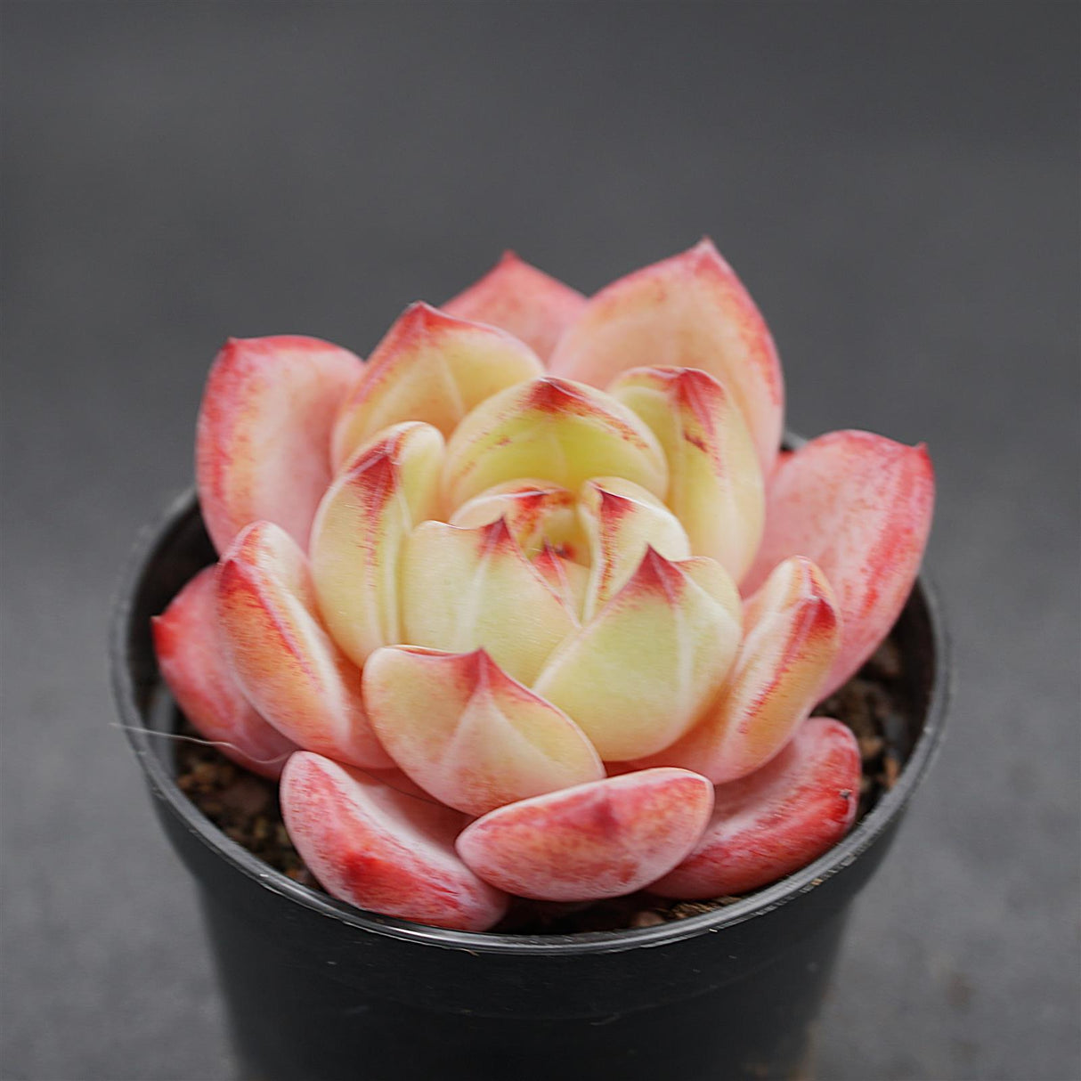 Echeveria Demon Warrior