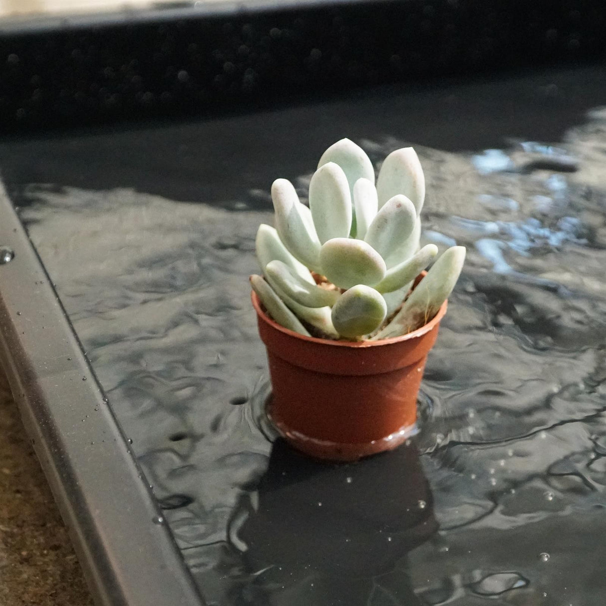 Kunststoffwanne/Gießwanne - 2 Stück