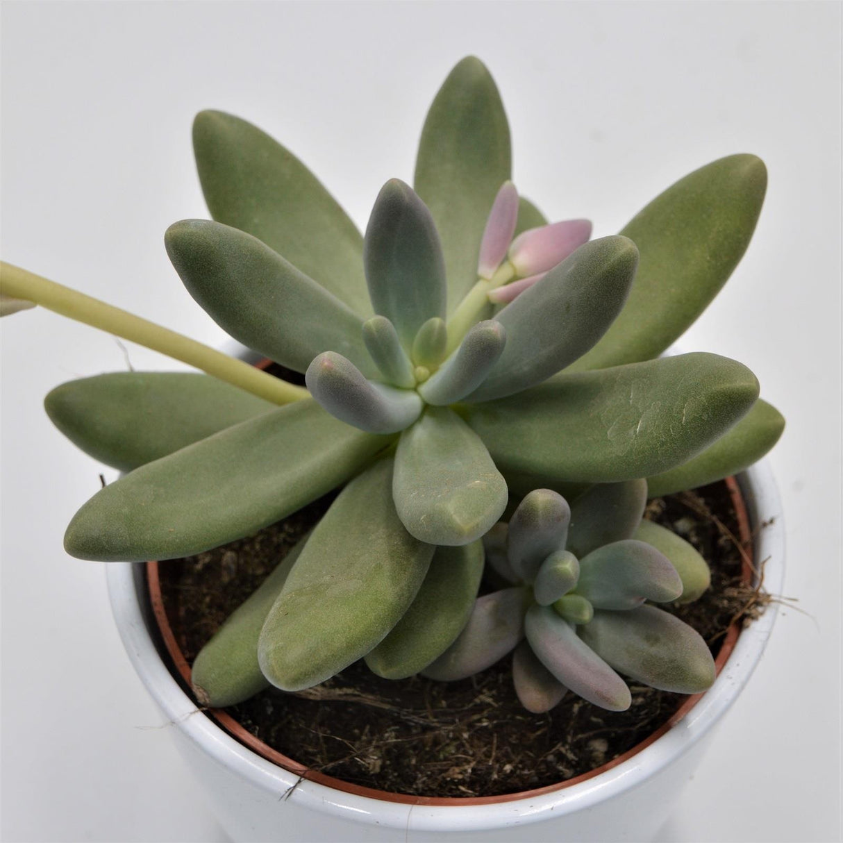 Pachyphytum Captain Jessop - 12cm