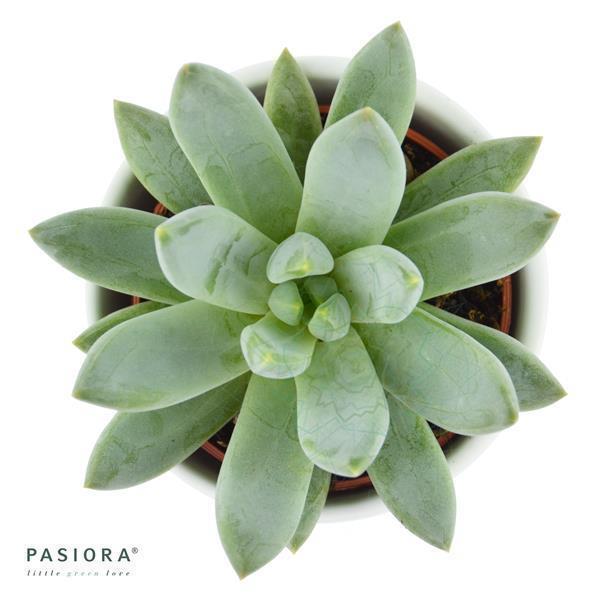 x Pachyveria Bea - 5,5cm