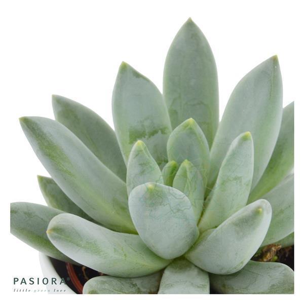 x Pachyveria Bea - 5,5cm