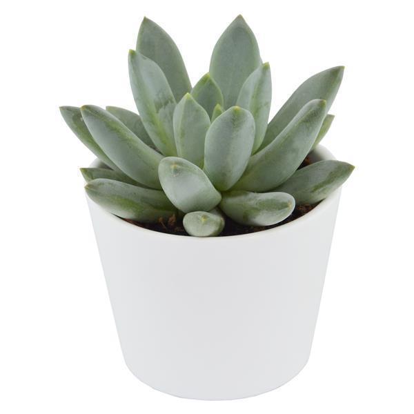 x Pachyveria Bea - 5,5cm