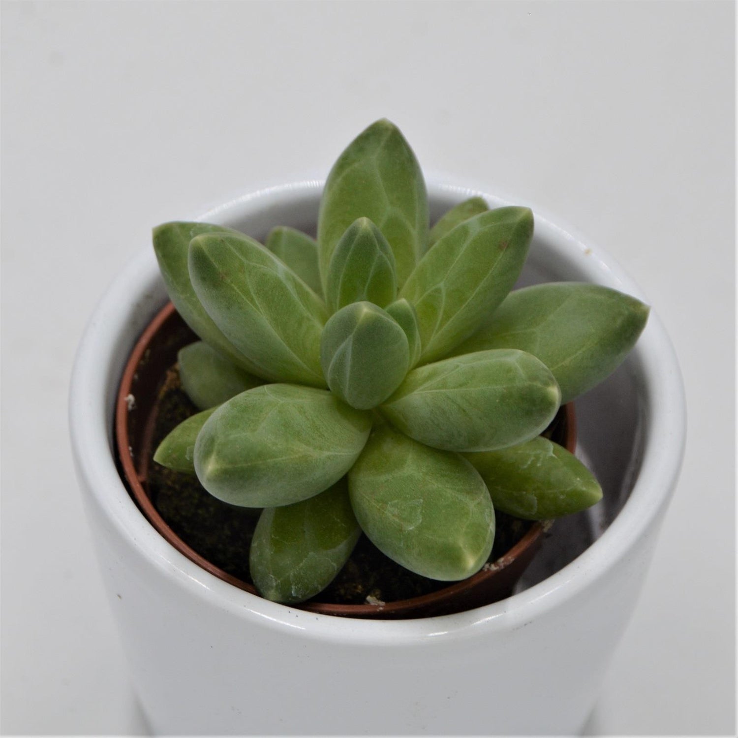 Pachyphytum compactum Little Jewel - 5,5cm