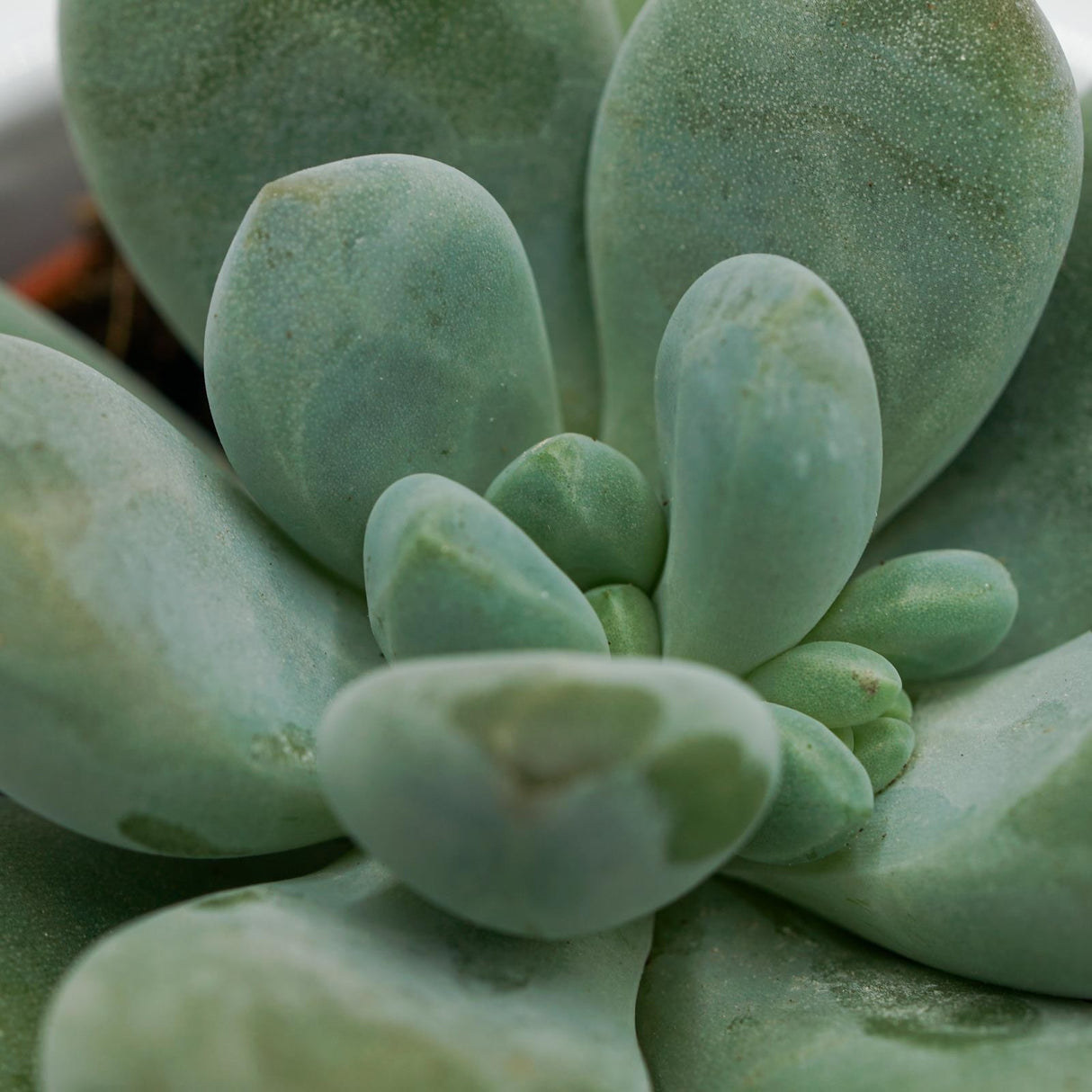 Pachyphytum cuicatecanum - 5,5cm