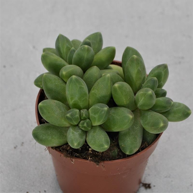 Pachyphytum compactum Little Jewel - 8,5cm