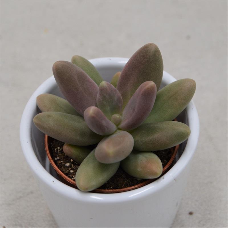 Pachyphytum Captain Jessop - 5,5cm