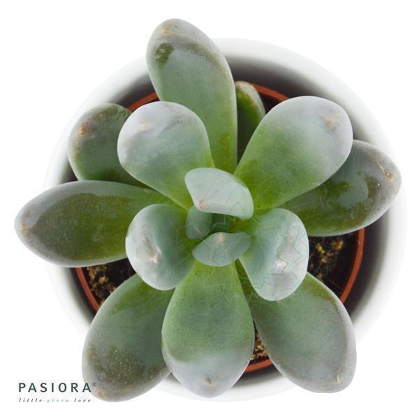 x Pachyveria Blue Mist - 5,5cm