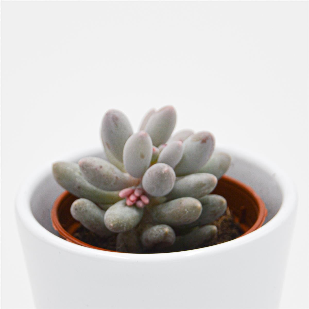 Pachyphytum machucae - 5,5cm