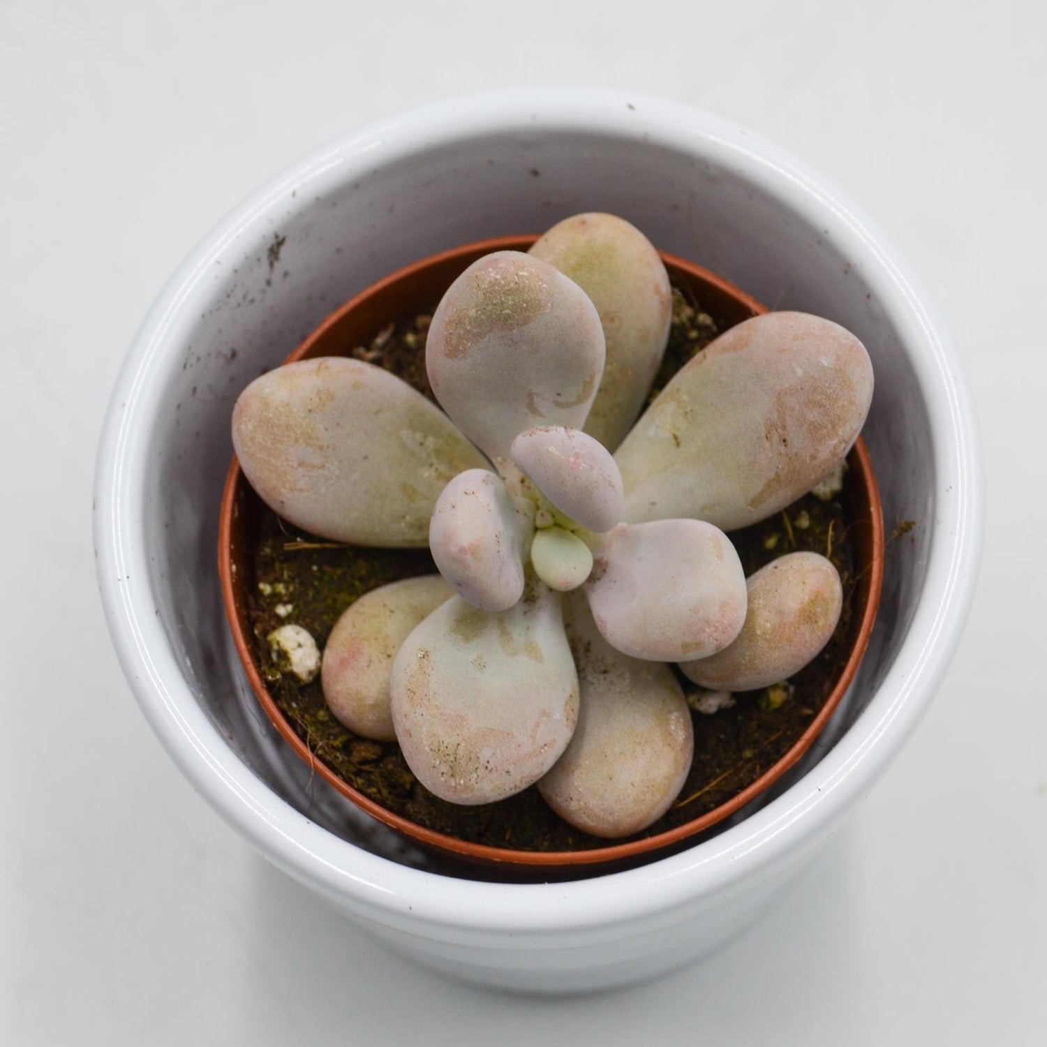 Pachyphytum oviferum Pink Moonstones - 6cm