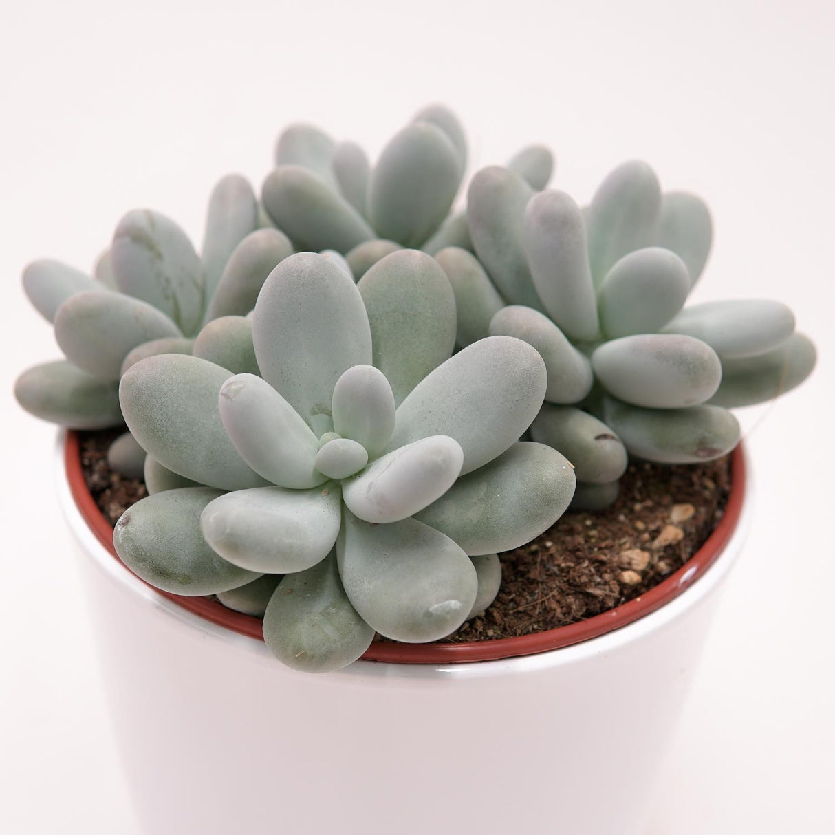 Pachyphytum oviferum - 15cm