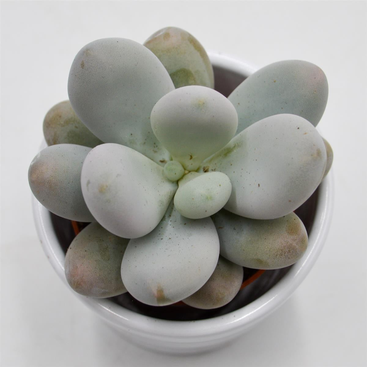Pachyphytum oviferum - 6cm