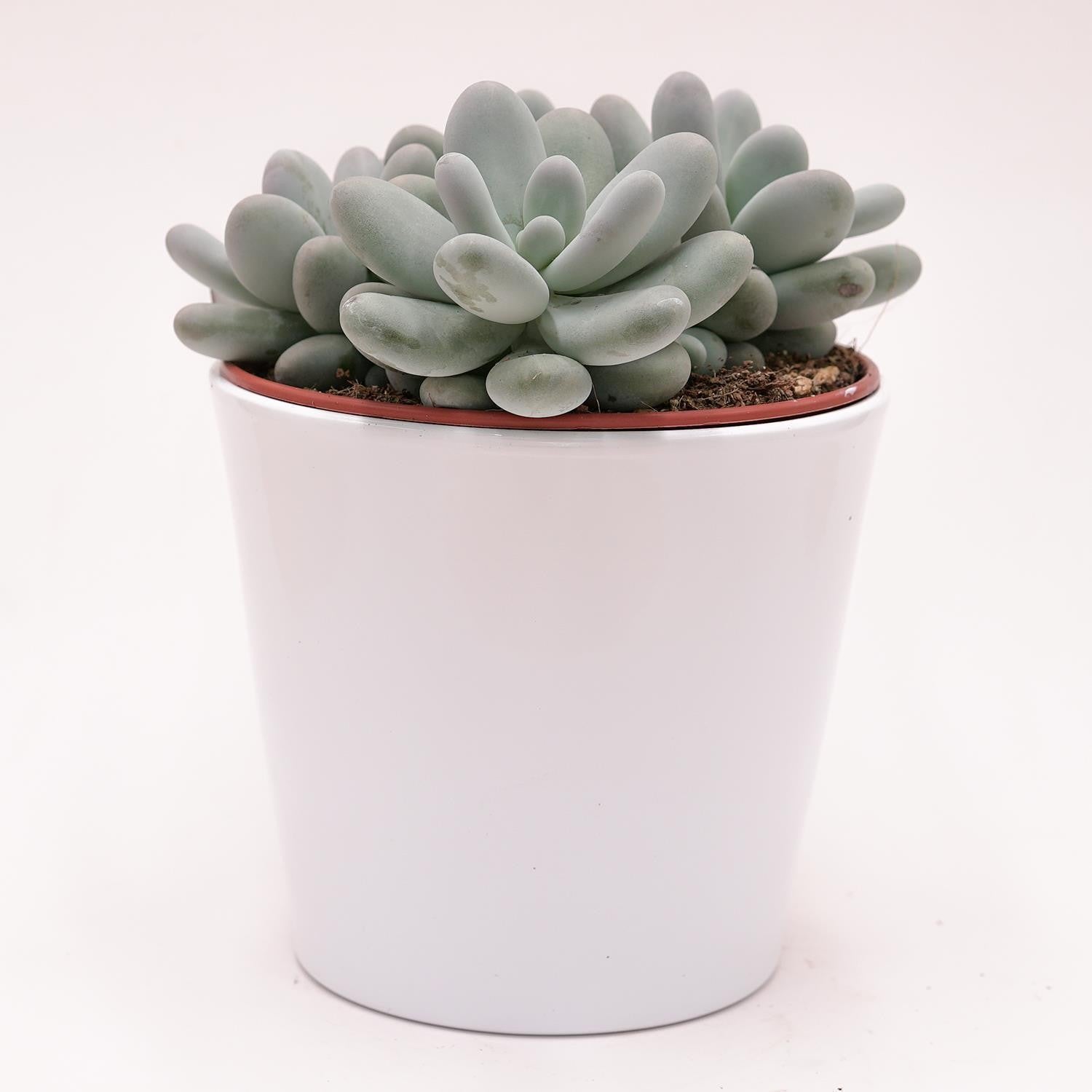 Pachyphytum oviferum - 15cm