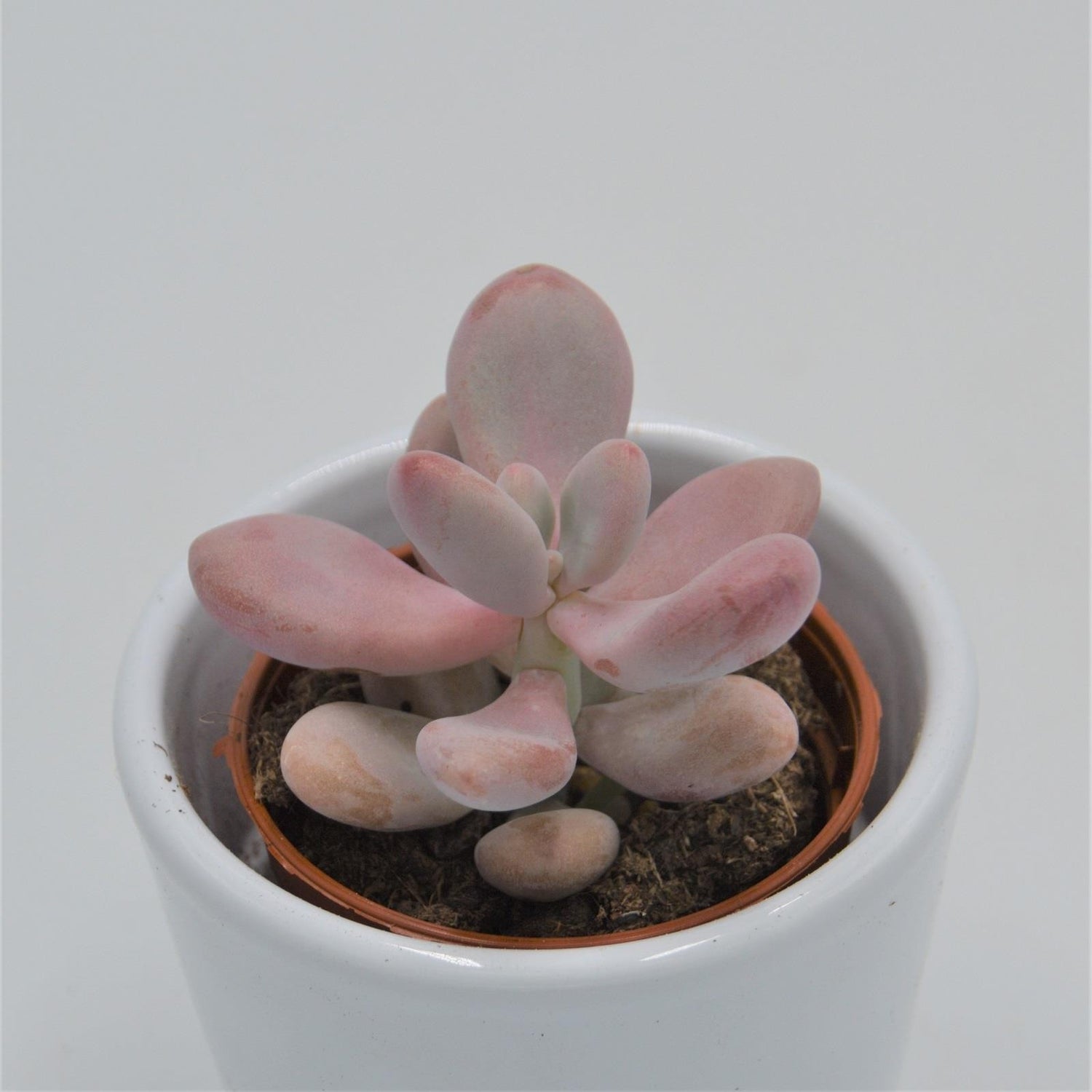 Pachyphytum oviferum Pink Moonstones - 6cm