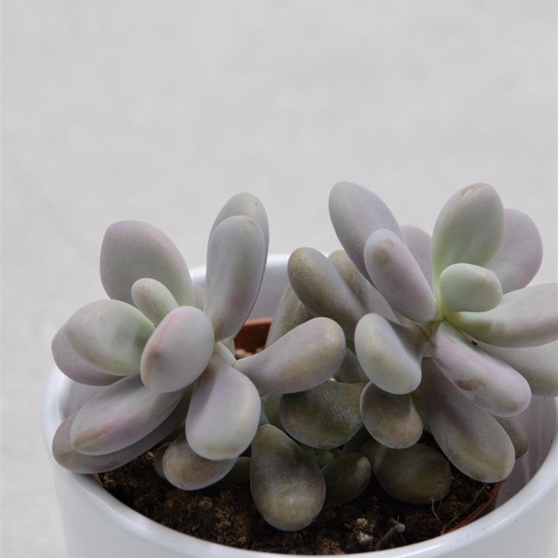Pachyphytum oviferum Pink Moonstones - 8,5cm