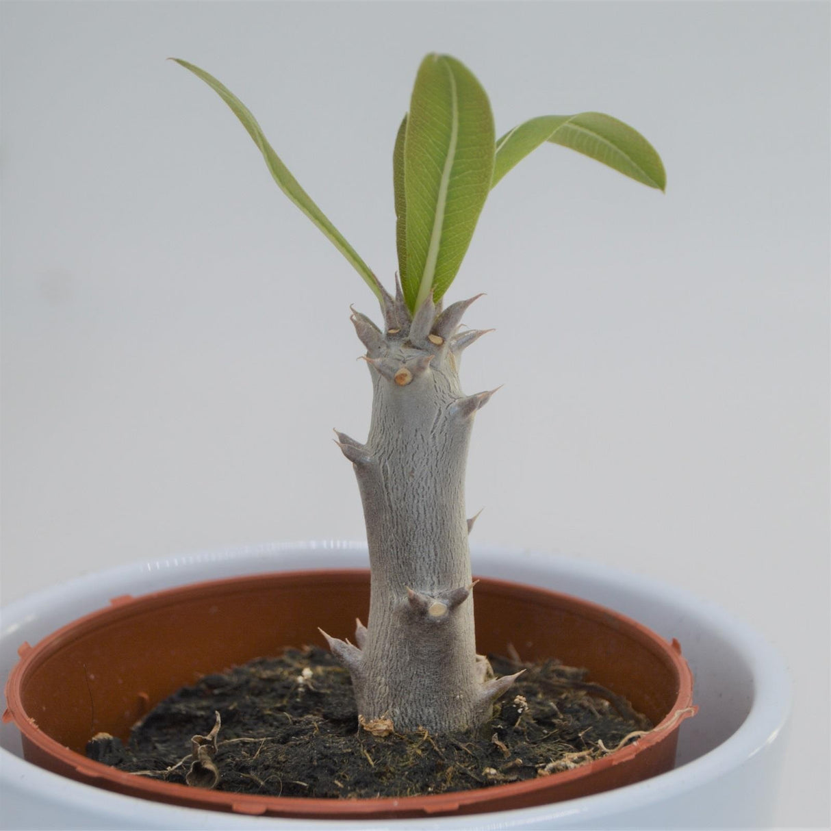 Pachypodium densiflorum - 8,5cm