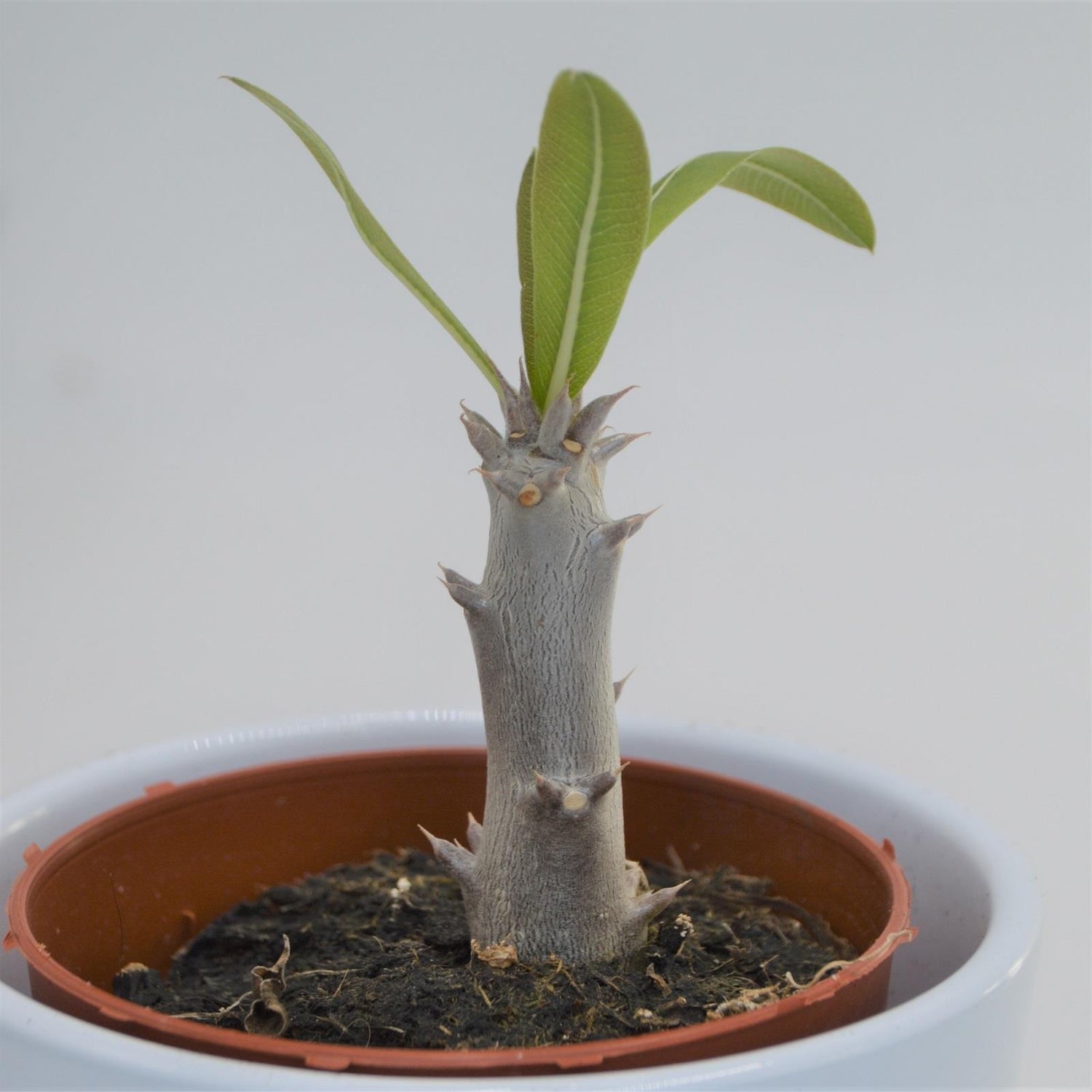 Pachypodium densiflorum - 8,5cm