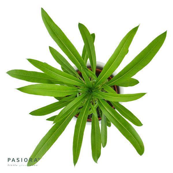 Pachypodium lamerei - 6cm