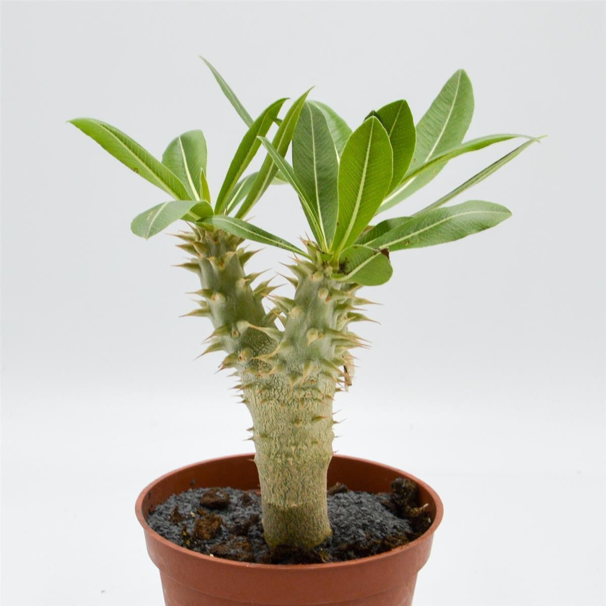 Pachypodium saundersii - 13cm