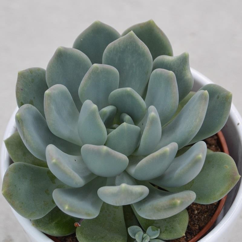 x Pachyveria Corvus - 10,5cm