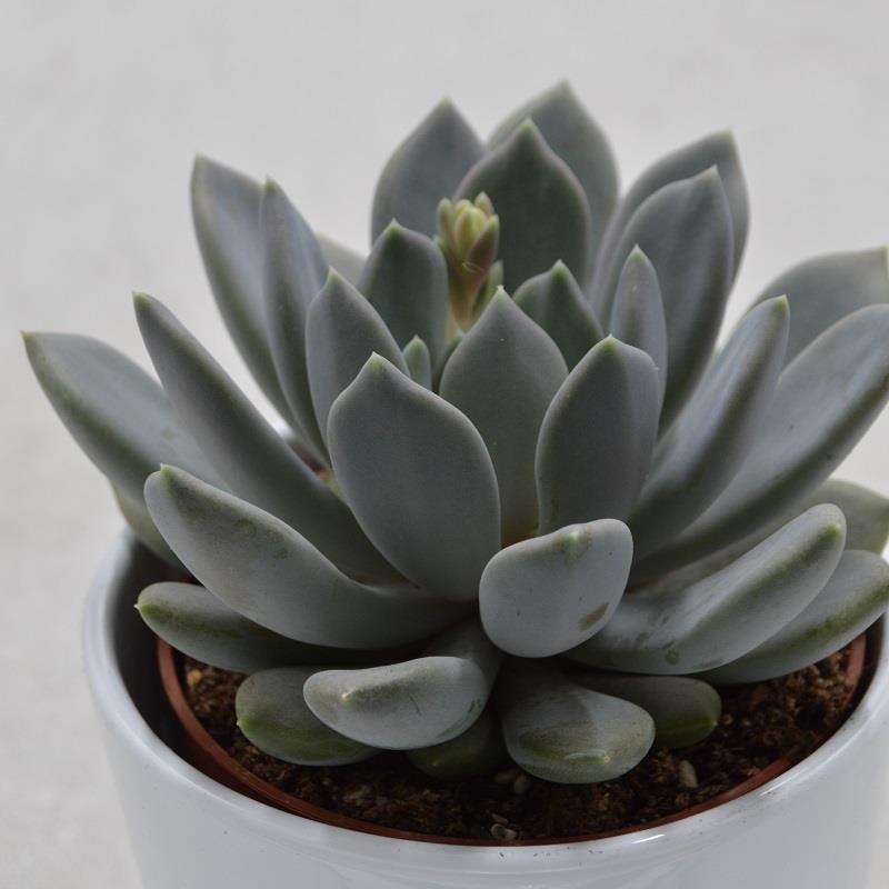 x Pachyveria Draco - 10,5cm