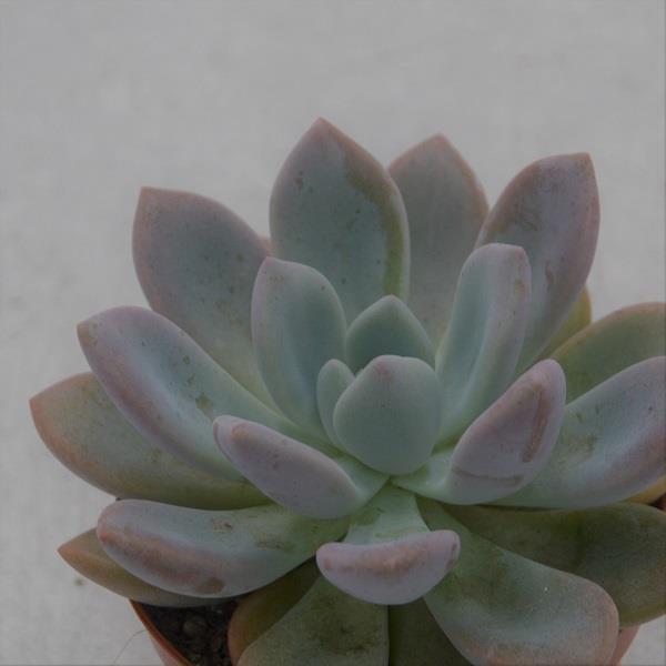 x Graptoveria Opalina - 8,5cm