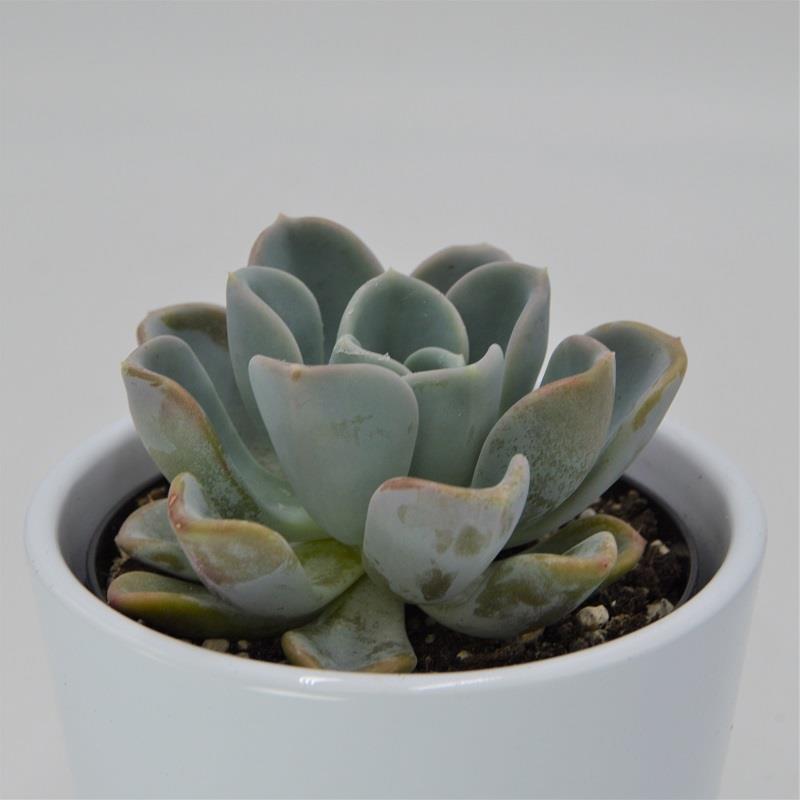 x Pachyveria Opret - 9cm