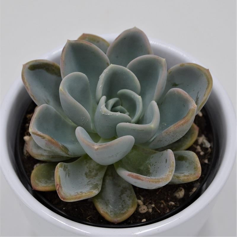 x Pachyveria Opret - 9cm
