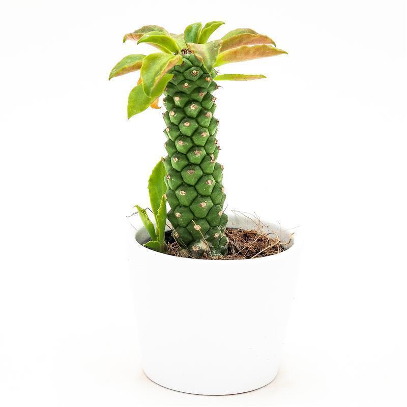 Monadenium stapelioides - 5,5cm